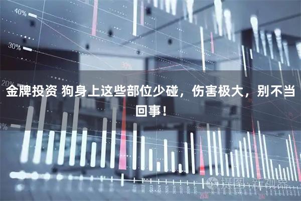金牌投资 狗身上这些部位少碰，伤害极大，别不当回事！