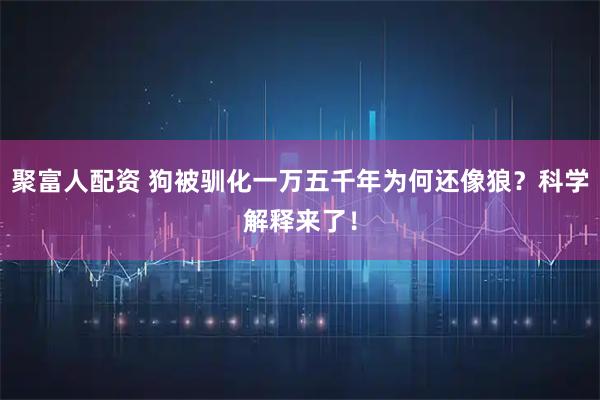 聚富人配资 狗被驯化一万五千年为何还像狼？科学解释来了！